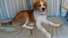 Arlo