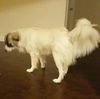 Ziggi