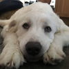 Tex