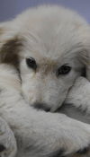 Jolene