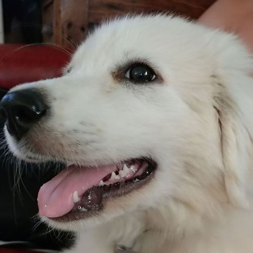 Jolene