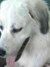 Sierra