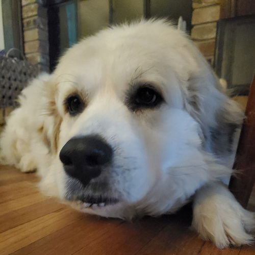 Sierra