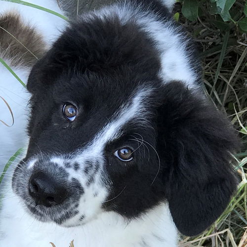 Oreo
