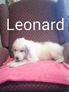 Leonard