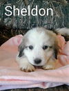 Sheldon