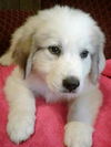 Sheldon