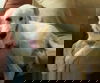 Travis 2017