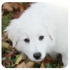 DeeDee