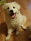 DeeDee