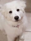 DeeDee