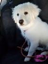 DeeDee