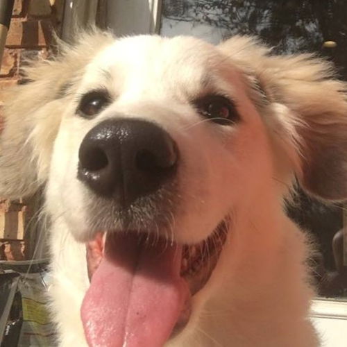 Zuzu