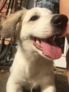 Zuzu