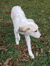 Zuzu