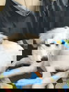Zuzu