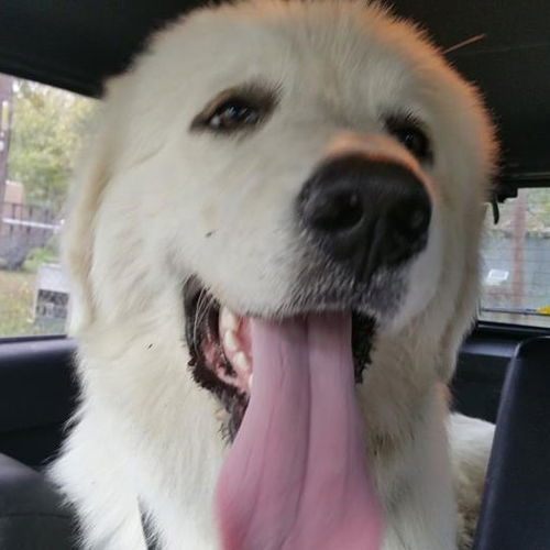 Alan