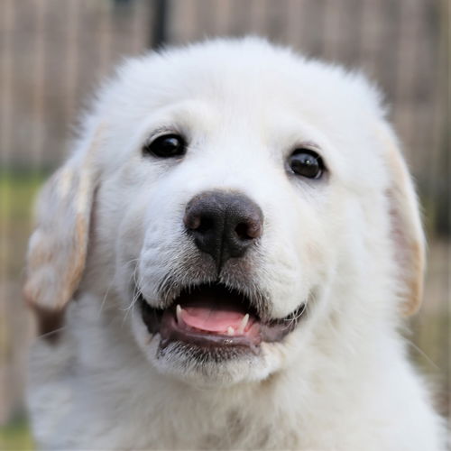 Clooney