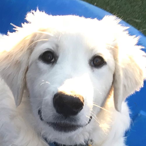 Frankie
