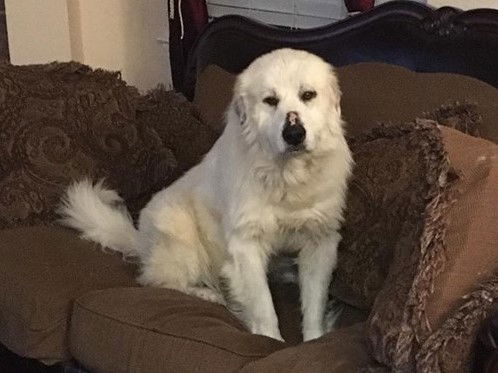 Oscar