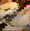 Teddy