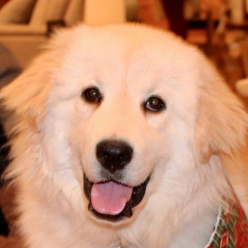 Zumi