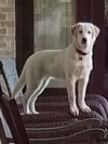 Addison