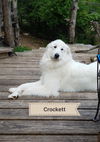 Crockett