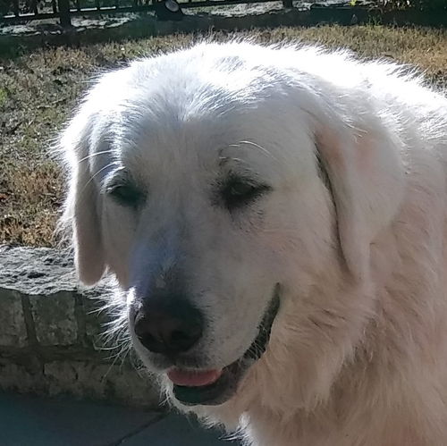 Georgie