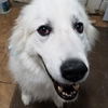 Dinozzo