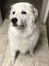 Dinozzo