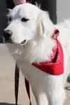 Dewey