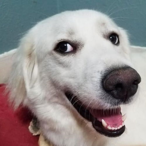 Dixie