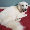 Dixie