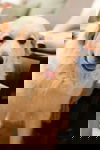 Tori
