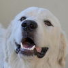 Barclay