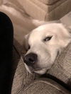 Barclay