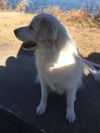 Harper