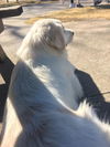 Harper