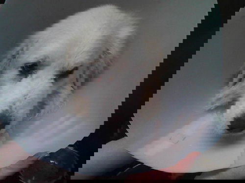 Nimbus