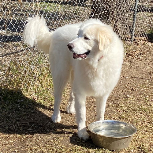Cooper