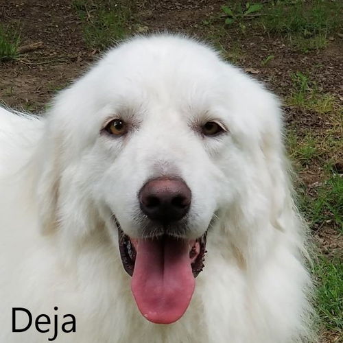 Deja and Rooney