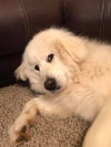 Darby