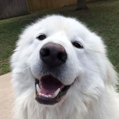 Darby