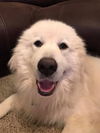 Darby