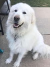 Darby