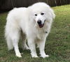 Darby