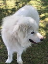 Darby