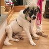 Bailey