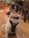 Bailey